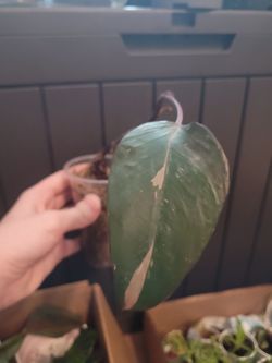 Unrooted Pink Princess Philodendron Cutting