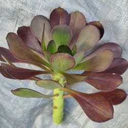 Purple Succulent Cuttings $2 Each 