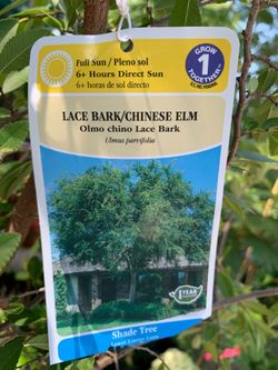 Chinese Elm tree
