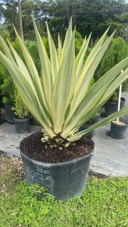 Large False Agave - 25 Gallons
