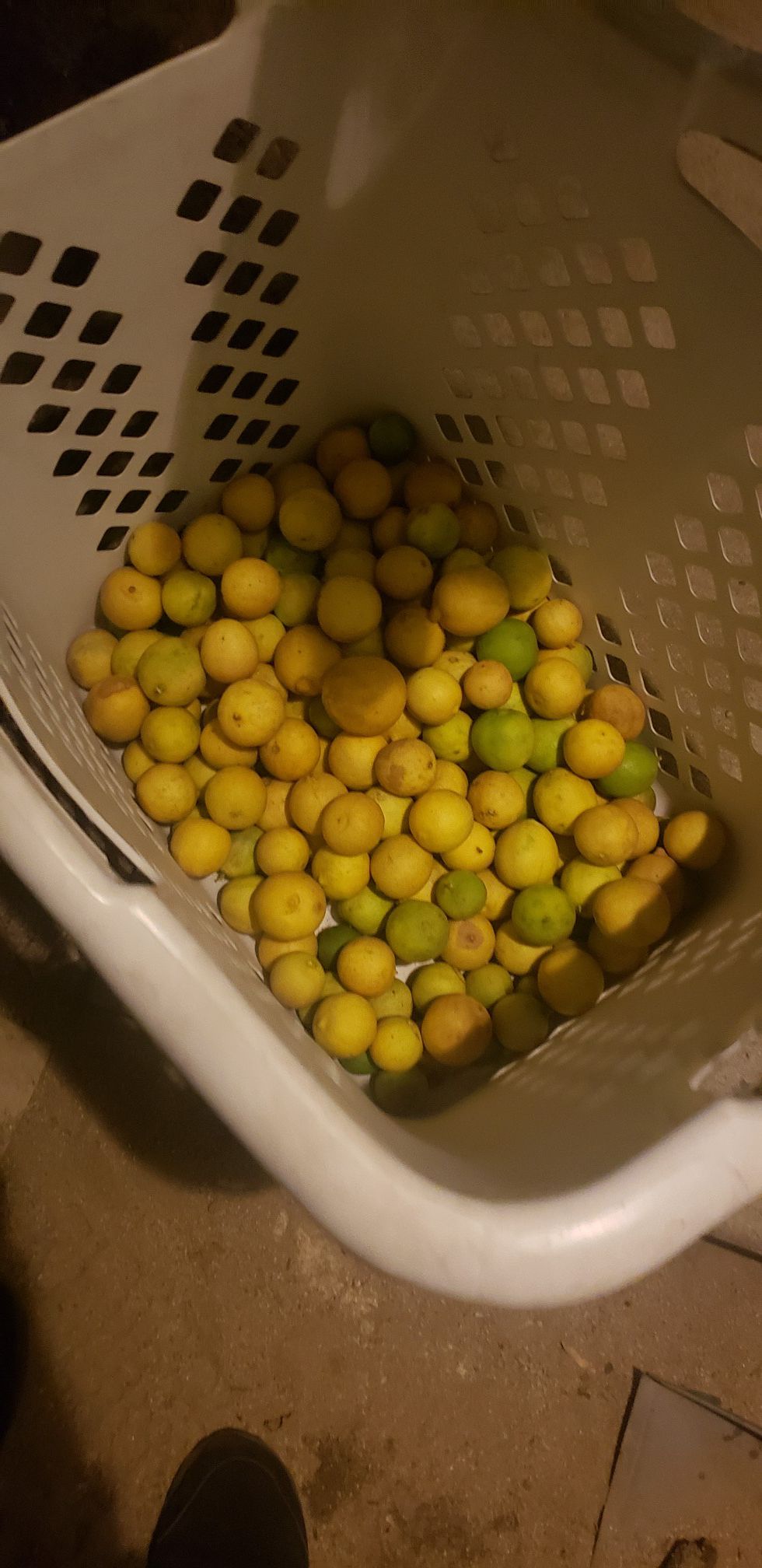Free lemons (pending pick up)