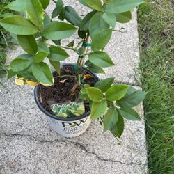 Meyer Lemon Tree