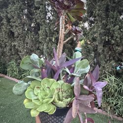 Beautiful Succulent 