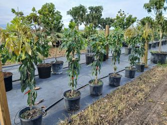 mango tree