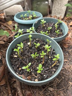 Desert Rose Seedlings