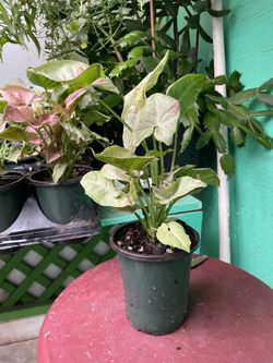 Syngonium