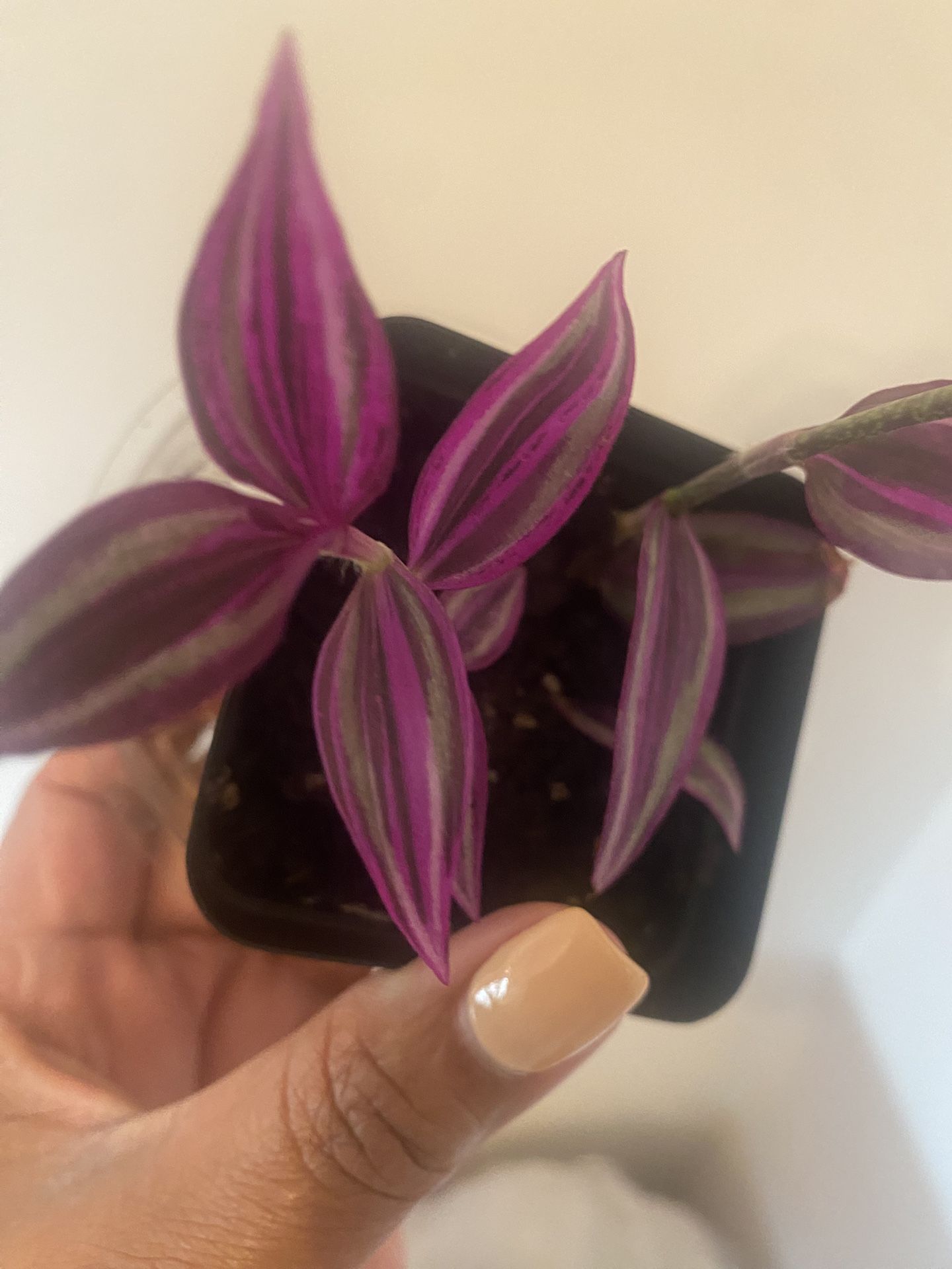 tradescantia pink paradise in starter pot