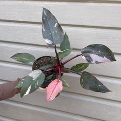 6” Pink Princess Philodendron