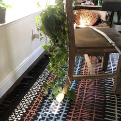 Heart Shaped Philodendron 