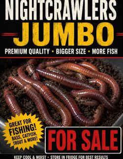Jumbo nightcrawlers