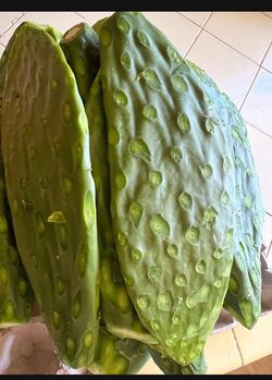 Venta de nopales $1 la libra