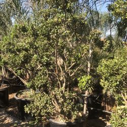 Japanese Boxwood Topiary  bonsai 