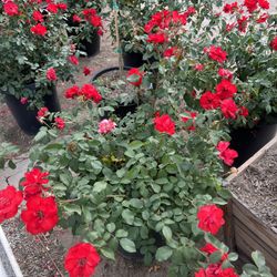 Rose Bush