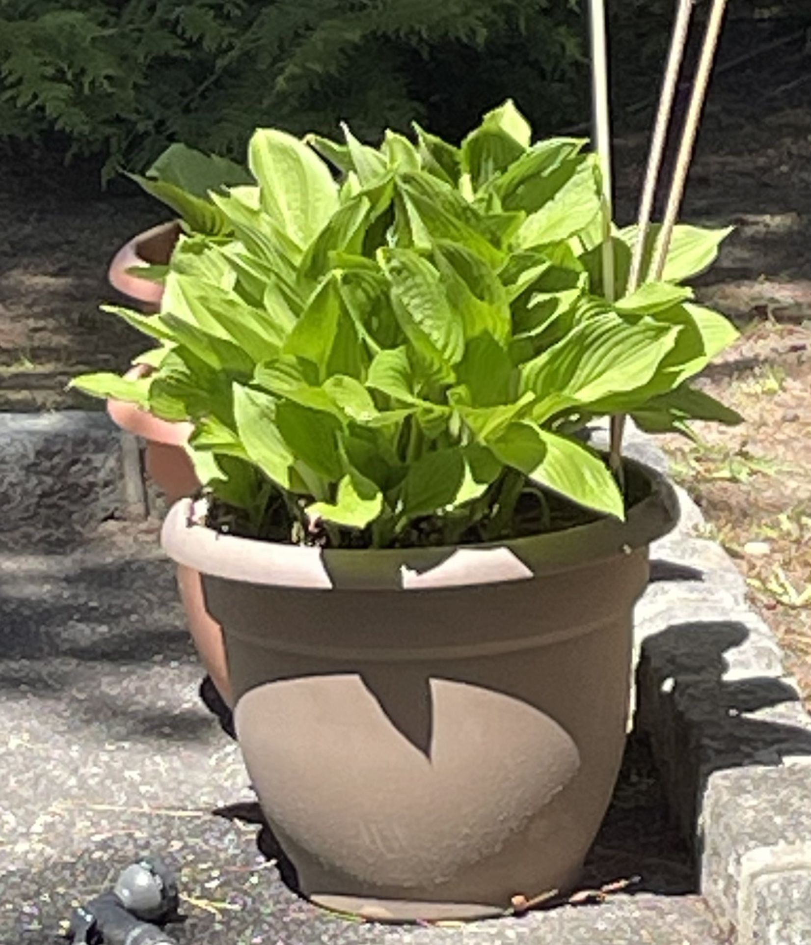 Hosta Plants 10 Per Bunch for $8