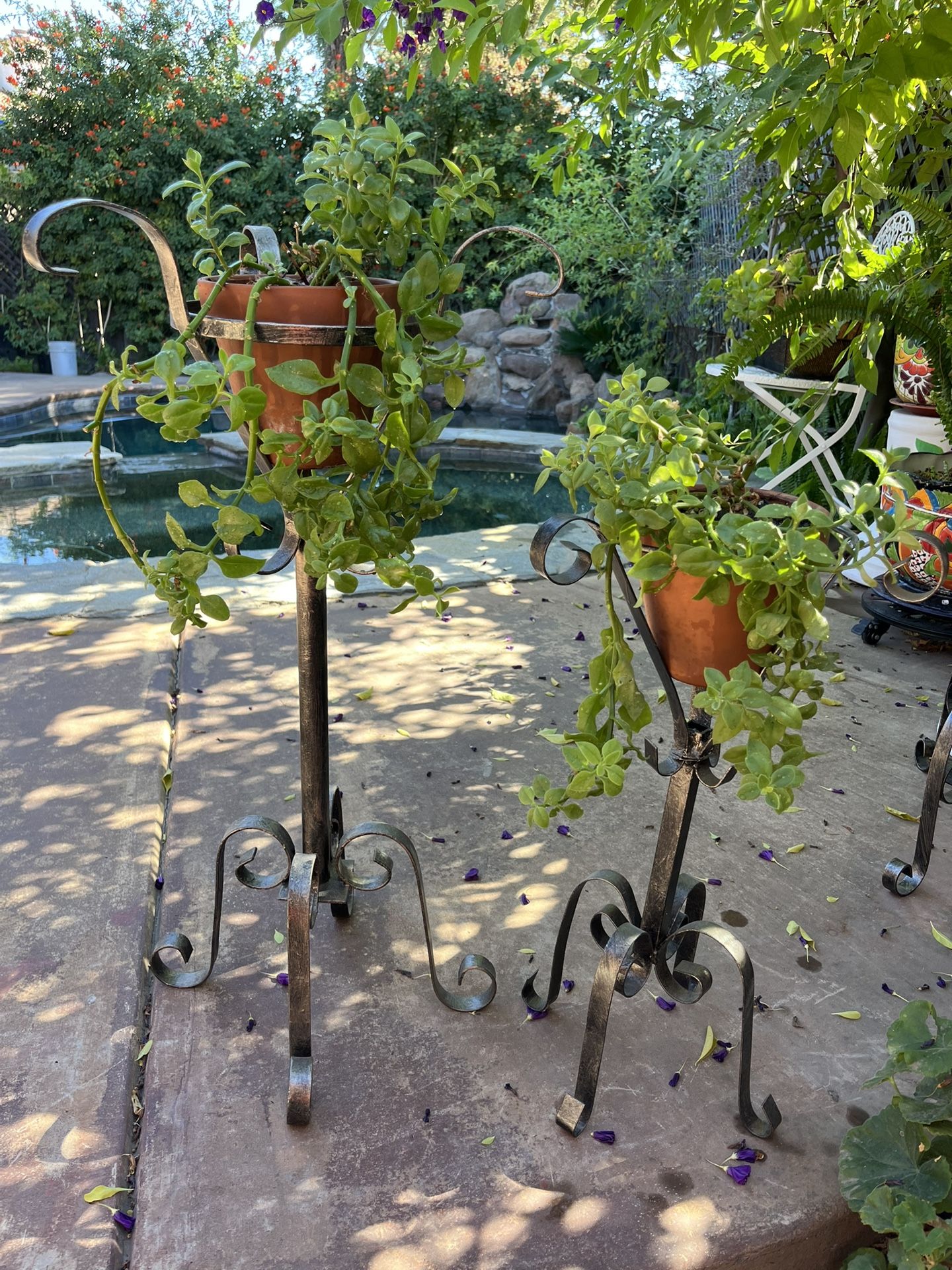 Plant Holders With Plants