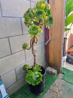 3ft Succulent Plant