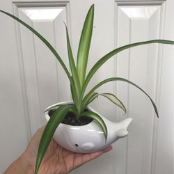 Beautiful Variegated Spider Plant In Cute Whale Pot