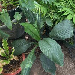 Huge Lily Plant