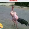 Rigo