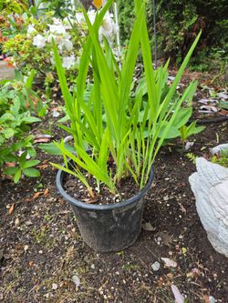 Garden Plant Japanese Iris