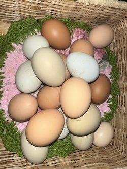 12 Hatching Eggs Only