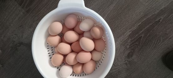 Eggs
