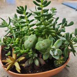 Arrangement of succulents. 