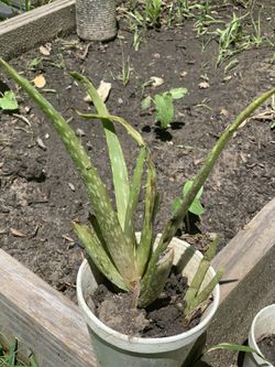 Aloe Vera plant
