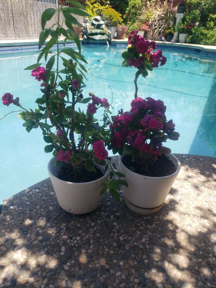 Two Ceramic Pots With Gorgeous Flowers 💐