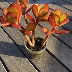 Jade Succulent Plant In 3” Glass Pot