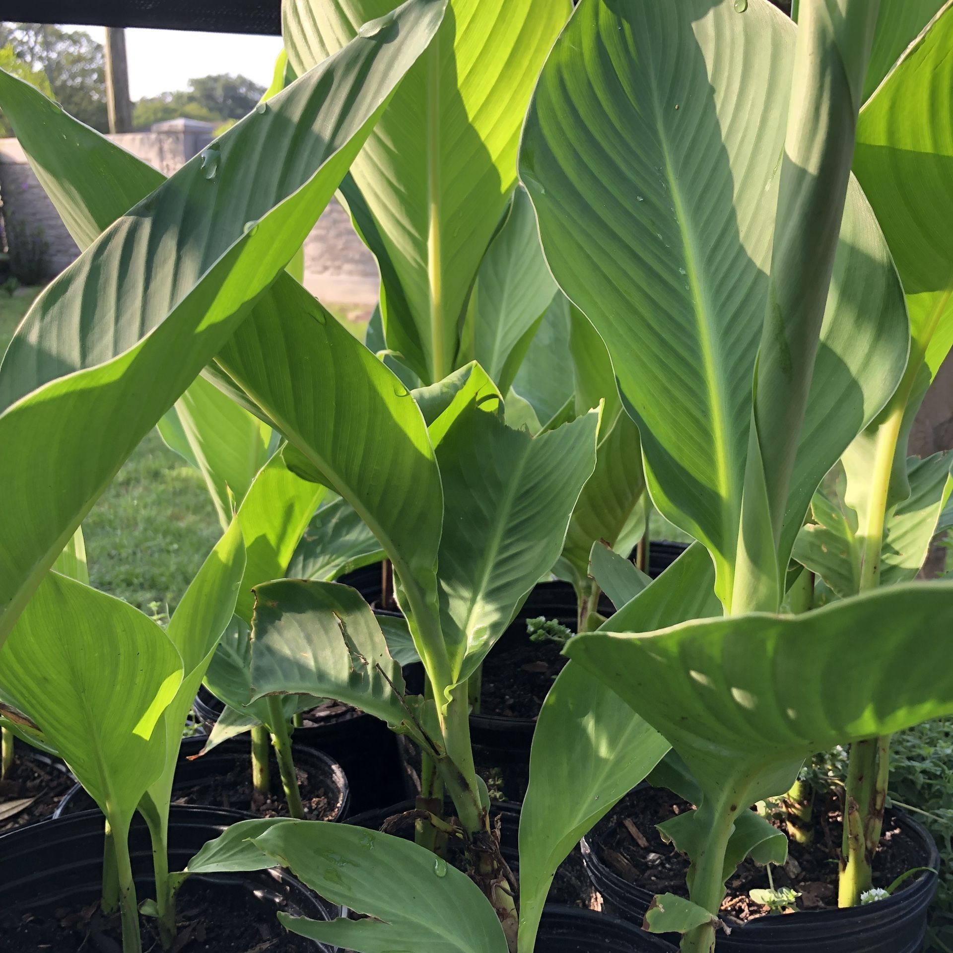 Young canna plants in pots