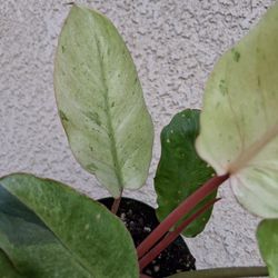 Philodendron SNOWDRIFT Plant $28