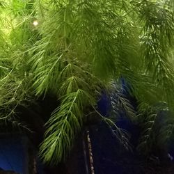 Hornwort Aquatic Plants