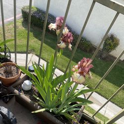 Iris Plants (15) Bulbs