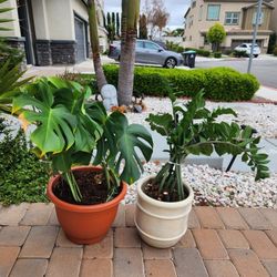 2 Plants With Pots