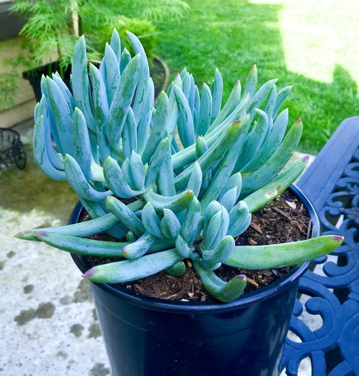 Senecio Serpens “Blue Chalksticks” Succulent Ground Cover Plants 🏠🌿