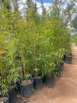 5 Gallon Size- Bamboo Plants- Multiple varieties available! - Approximately 4-6 feet tall