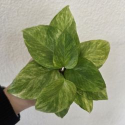 Neon Queen Pothos Plant Cuttings