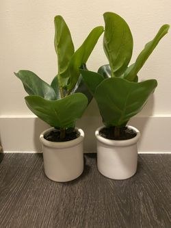 2 Fig Leaf Decor (Faux Plants) in white vase