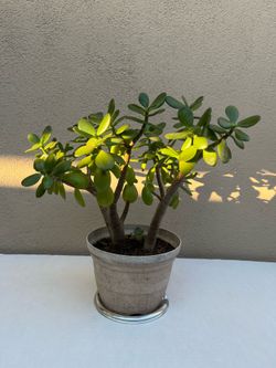Live 16” Jade 🌿 Purify Air 🌱Mood 💚Positive Energy