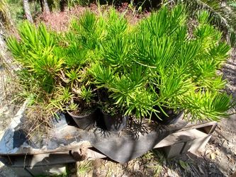Senecio barbertonicus 2 Prices