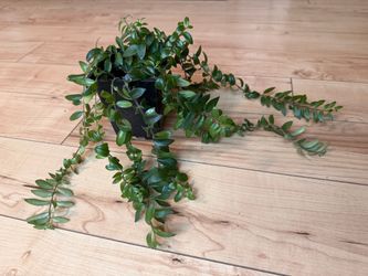 Lipstick Plant (Aeschynanthus radicans)