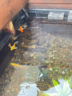 Outdoor Koi Pond Decor