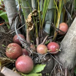 Passion Fruit For Sale Lots