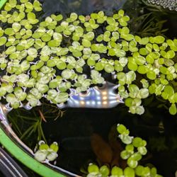 Giant Duckweed Aquatic Plant For Pond Fish Tank