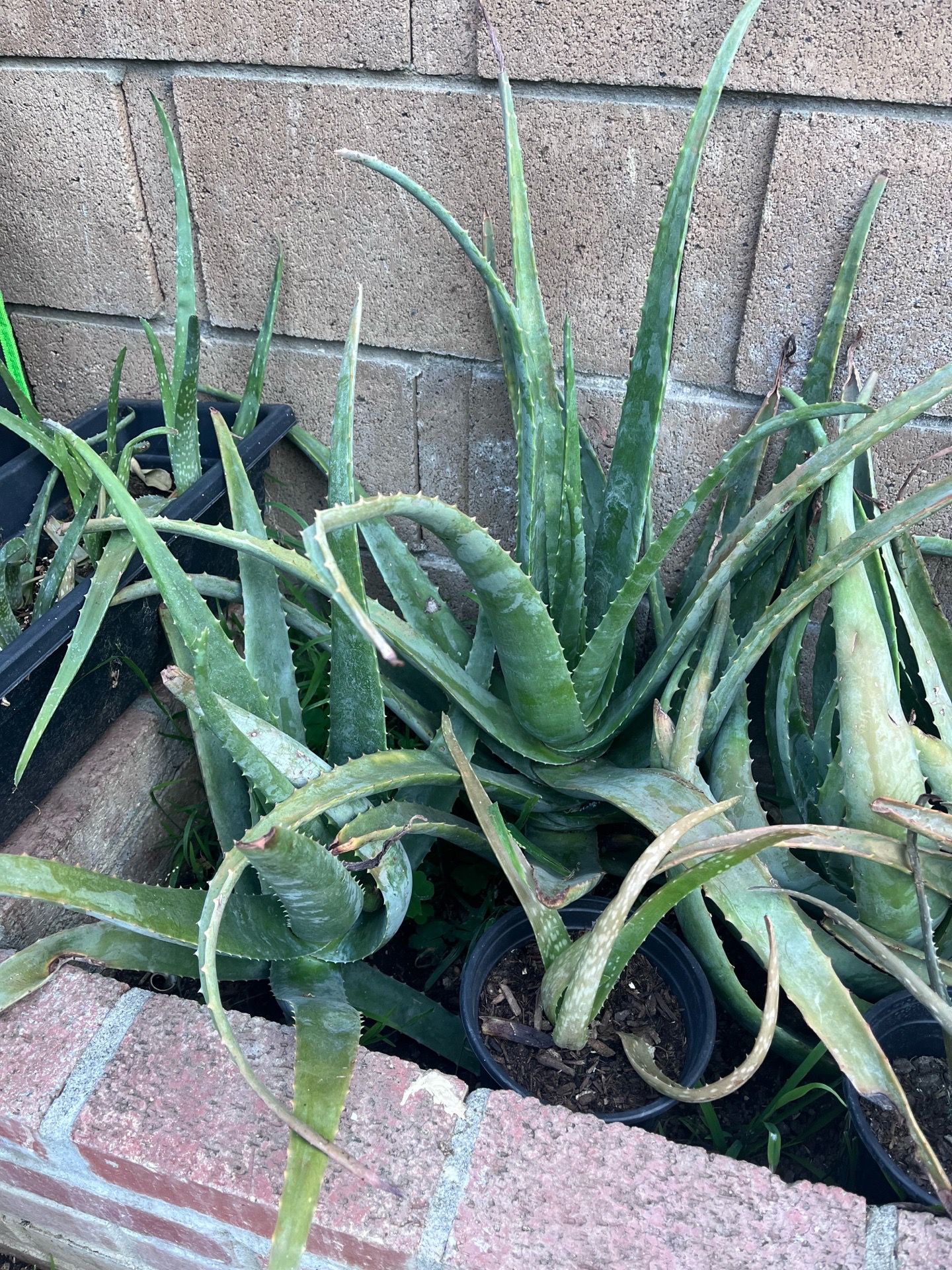 aloe plants