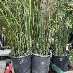 Horsetail Plant 