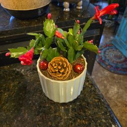 Live Christmas Cactus In Nice 6in Ceramic Pot With Pincone And Decorations 