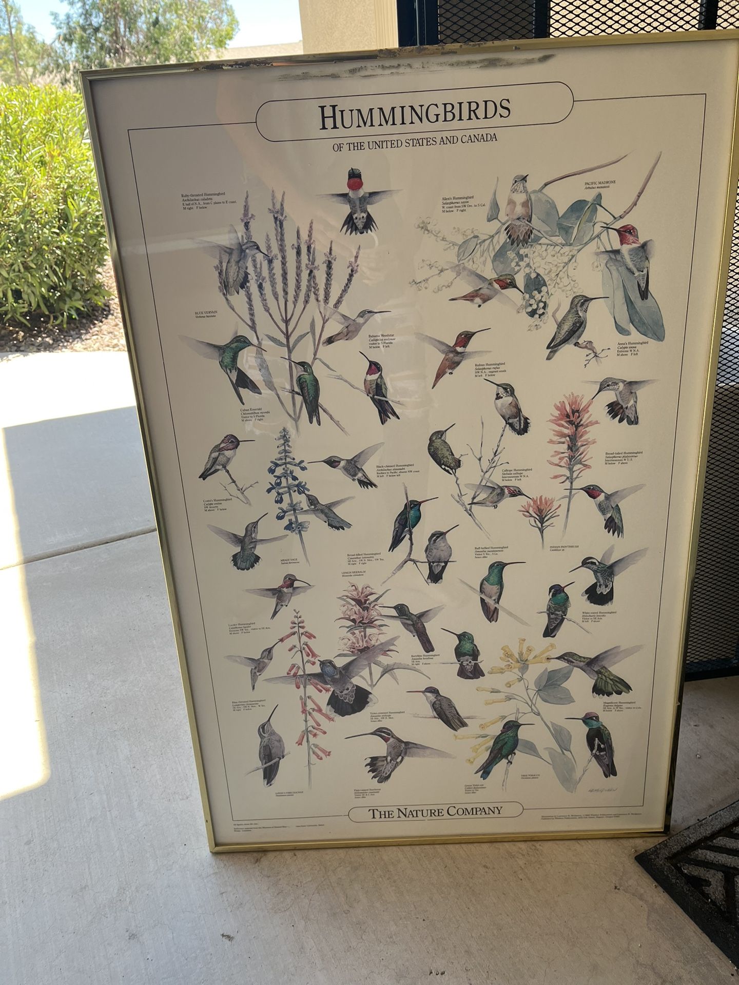 Humming Birds