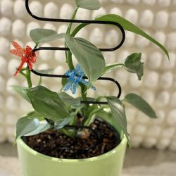 Silver Sword Philodendron In Green Ceramic Pot